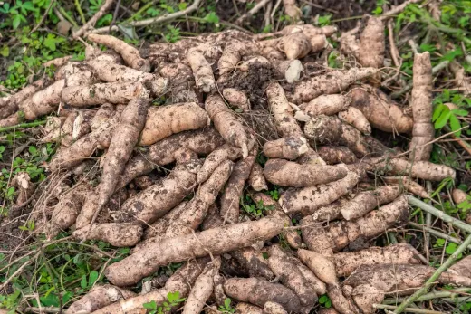 Cultivo de yuca en campo, CODAFIN