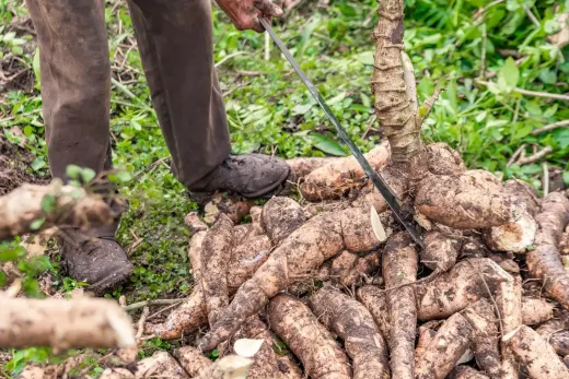 Cosecha de yuca fresca