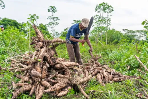 Raíces de yuca seleccionadas